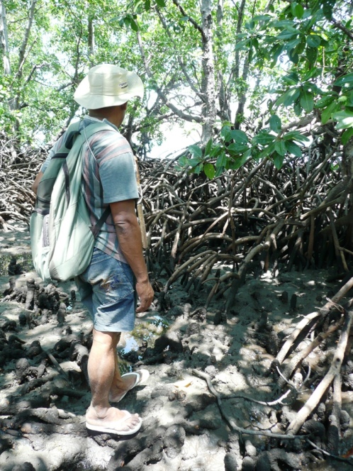 memantau mangrove